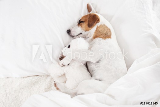 Picture of Sleeping dog at bed
